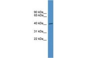 Image no. 1 for anti-Nuclear RNA Export Factor 5 (NXF5) (AA 41-90) antibody (ABIN6745352) (NXF5 antibody  (AA 41-90))