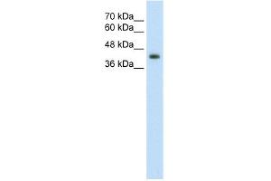 WB Suggested Anti-GNAS Antibody Titration:  2.
