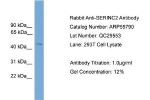 WB Suggested Anti-SERINC2  Antibody Titration: 0. (SERINC2 antibody  (Middle Region))