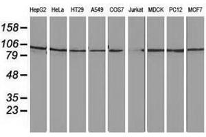 Image no. 3 for anti-Striatin Interacting Protein 1 (STRIP1) antibody (ABIN1498204) (STRIP1 antibody)