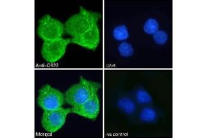 OSBPL3 antibody  (N-Term)