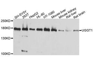 Western blot analysis of extracts of various cell lines, using UGGT1 antibody. (UGGT1 antibody  (AA 1456-1555))