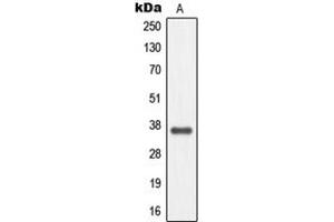 Western blot analysis of MC4 Receptor expression in EOC20 (A) whole cell lysates.