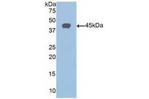 Detection of Recombinant SIRT6, Human using Polyclonal Antibody to Sirtuin 6 (SIRT6) (SIRT6 antibody  (AA 35-274))