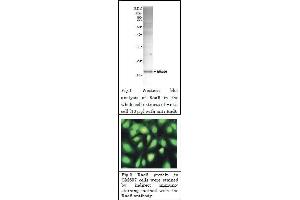 Western Blotting (WB) image for anti-Rad6 (full length) antibody (ABIN2452101) (Rad6 (full length) antibody)