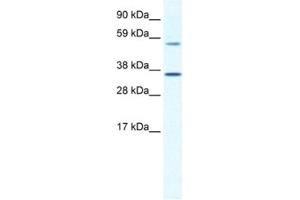Western Blotting (WB) image for anti-Mesoderm Posterior 2 Homolog (Mesp2) antibody (ABIN2461445) (Mesp2 antibody)