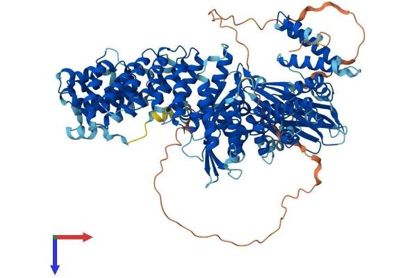 alpha Adaptin Protein (AA 1-977) (His tag)