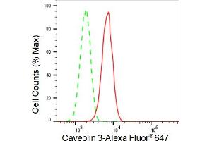 Flow cytometric analysis of Caveolin 3 expression in C2C12 cells using Caveolin 3 antibody (ABIN7797947), 1:2,000). (Recombinant Caveolin 3 antibody)