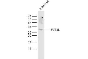 Mouse intestine probed with Rabbit Anti-FLT3L Polyclonal Antibody, Unconjugated  at 1:500 for 90 min at 37˚C. (FLT3LG antibody  (AA 61-160))