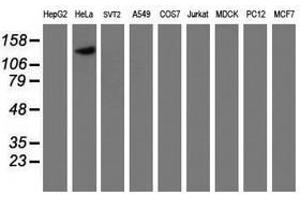 Image no. 4 for anti-Calpain 9 (CAPN9) antibody (ABIN1497090) (Calpain 9 antibody)