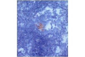 Immunohistochemistry on mouse thymus incubated with rabbit anti-NKCL-4, and then incubated with a secondary goat anti-rabbit. (C-Type Lectin Domain Family 6, Member A (CLEC6A) (full length) antibody)