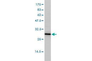 TPMT monoclonal antibody (M01), clone 1B5 Western Blot analysis of TPMT expression in Jurkat . (TPMT antibody  (AA 1-245))