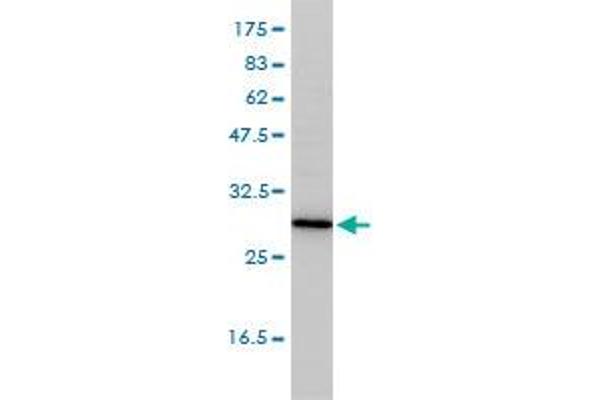 TPMT antibody  (AA 1-245)