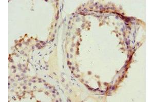 Immunohistochemistry of paraffin-embedded human testis tissue using ABIN7169260 at dilution of 1:100 (PPP2R1B antibody  (Regulatory Subunit A))