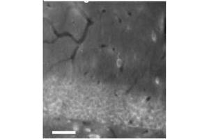 anti-GABA A Receptor delta (GABRD) (AA 15-34), (Extracellular), (N-Term) antibody
