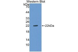 Western Blotting (WB) image for anti-Von Willebrand Factor (VWF) (AA 49-230) antibody (ABIN1078671)
