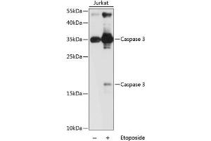 Western blot analysis of extracts of Jurkat cells using Caspase-3 Polyclonal Antibody at dilution of 1:1000. (Caspase 3 antibody)