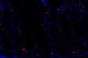 Immunofluorescent analysis of paraformaldehyde-fixed rat duodenum using FAM135B (ABIN7073910) at dilution of 1: 1000 (FAM135B antibody)