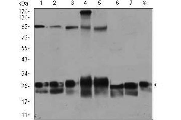 Rab4 antibody