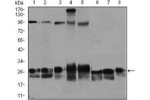 Western blot analysis using RAB4A mouse mAb against Jurkat (1), HeLa (2), A549 (3), HEK293 (4), K562 (5), NIH3T3 (6), PC-12 (7), and COS7 (8) cell lysate.