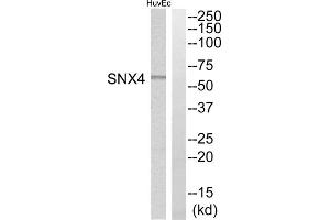 Western blot analysis of extracts from HuvEc cells, using SNX4 antibody. (Sorting Nexin 4 antibody  (Internal Region))