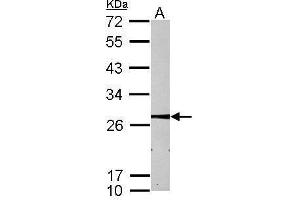 WB Image Sample (30 ug of whole cell lysate) A: HepG2 12% SDS PAGE antibody diluted at 1:1000 (MMAB antibody  (Center))