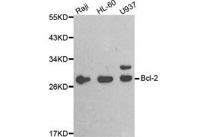 Western blot analysis of extracts of various cell lines, using BCL2 antibody.