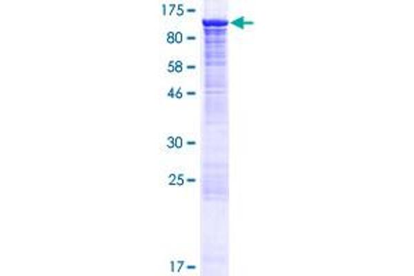 MAPK6 Protein (AA 1-721) (GST tag)