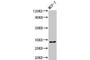 Western Blot Positive WB detected in: MCF-7 whole cell lysate All lanes: HIST1H1B antibody at 1 μg/mL Secondary Goat polyclonal to rabbit IgG at 1/50000 dilution Predicted band size: 23 kDa Observed band size: 32 kDa (Histone H1.5 antibody  (pSer17))