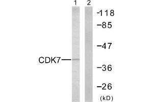 Western Blotting (WB) image for anti-Cyclin-Dependent Kinase 7 (CDK7) (C-Term) antibody (ABIN1848818) (CDK7 antibody  (C-Term))