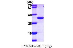 SDS-PAGE (SDS) image for Inositol(myo)-1(or 4)-Monophosphatase 2 (IMPA2) (AA 1-288) protein (His tag) (ABIN667351) (IMPA2 Protein (AA 1-288) (His tag))