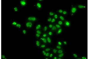 Immunofluorescence analysis of A549 cells using MORF4L2 Polyclonal Antibody (MORF4L2 antibody)