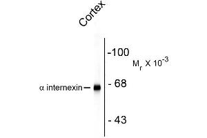 Western blots of rat cortex lysate showing specific immunolabeling of the ~ 66k alpha internexin protein. (INA antibody)