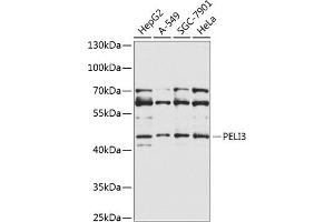 Western blot analysis of extracts of various cell lines, using PELI3 Antibody (ABIN6133273, ABIN6145438, ABIN6145439 and ABIN6225351) at 1:1000 dilution. (Pellino 3 antibody  (AA 1-280))