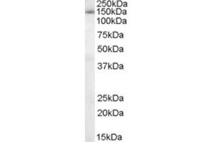 Western Blotting (WB) image for anti-Splicing Factor 3b, Subunit 3, 130kDa (SF3B3) (C-Term) antibody (ABIN2466263) (SF3B3 antibody  (C-Term))