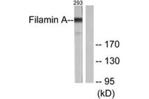 Western blot analysis of extracts from 293 cells, treated with EGF 200ng/ml 5', using Filamin A (Ab-2152) Antibody. (Filamin A antibody  (AA 2121-2170))