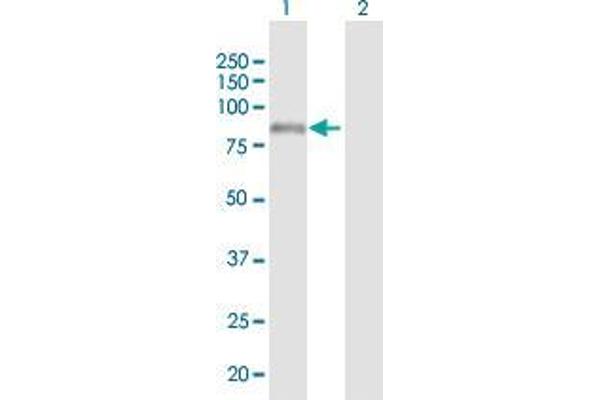 ADAM7 antibody  (AA 1-754)