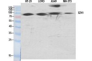 Western Blotting (WB) image for anti-Enhancer of Zeste Homolog 1 (EZH1) (Internal Region) antibody (ABIN3174958) (EZH1 antibody  (Internal Region))