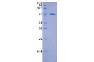 SDS-PAGE of Protein Standard from the Kit (Highly purified E. (Factor VII ELISA Kit)