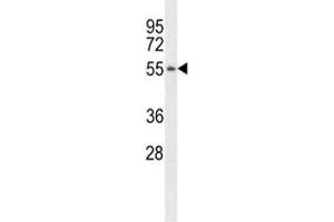 PGA3 antibody  (AA 45-73)