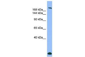 WB Suggested Anti-MYH1 Antibody Titration:  0. (MYH1 antibody  (N-Term))