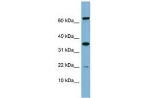 RWDD1 antibody  (AA 71-120)