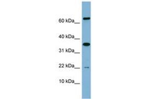 RWDD1 antibody  (AA 71-120)