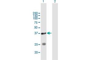 Western Blot analysis of STYXL1 expression in transfected 293T cell line by STYXL1 MaxPab polyclonal antibody.
