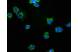 Immunofluorescence staining of MCF-7 cells with ABIN7160445 at 1:200, counter-stained with DAPI. (MAG antibody  (AA 25-516))