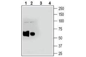 Western Blotting (WB) image for anti-ADAM Metallopeptidase Domain 10 (ADAM10) (AA 400-414), (Extracellular) antibody (ABIN7042880)