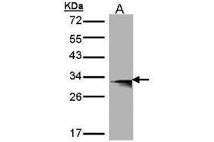 WB Image Western Blot analysis of HLA-DMB expression in transfected 293T cell line by HLA-DMB polyclonal antibody.