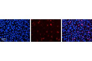NR2F6 antibody - N-terminal region          Formalin Fixed Paraffin Embedded Tissue:  Human Liver Tissue    Observed Staining:  Nucleus in hepatocytes   Primary Antibody Concentration:  1:100    Secondary Antibody:  Donkey anti-Rabbit-Cy3    Secondary Antibody Concentration:  1:200    Magnification:  20X    Exposure Time:  0. (NR2F6 antibody  (N-Term))