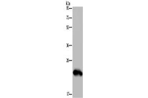 Western Blotting (WB) image for anti-Growth Hormone 2 (GH2) antibody (ABIN2423530) (Growth Hormone 2 antibody)