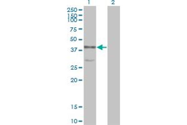 MAPK13 antibody  (AA 1-365)